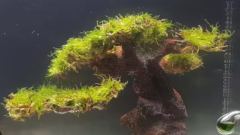 Javamoos von Dancinlutin (9)