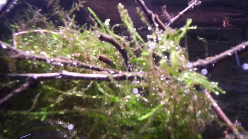 Javamoos von Didi (19)