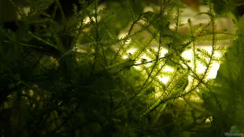 Javamoos von Die kleine Meerjungfrau (5)