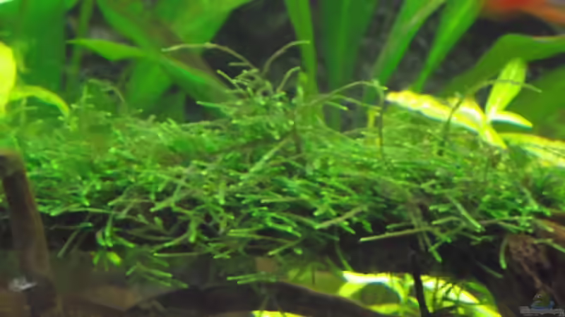 Javamoos von Dr. Manhattan (17)