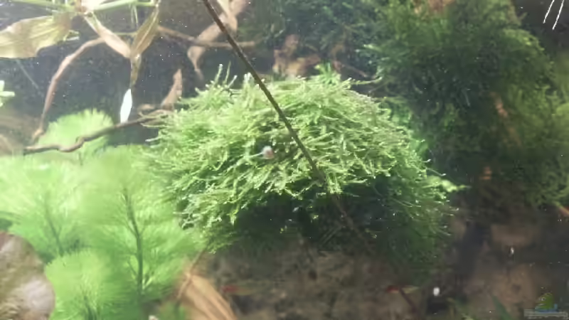 Javamoos von Dschinn (31)