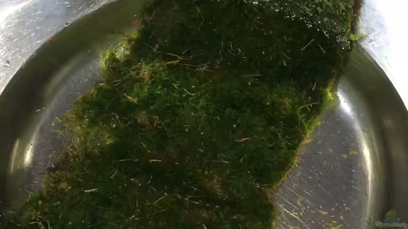 Javamoos von Ebay - ca 10,-  von Ayahuasca (86)