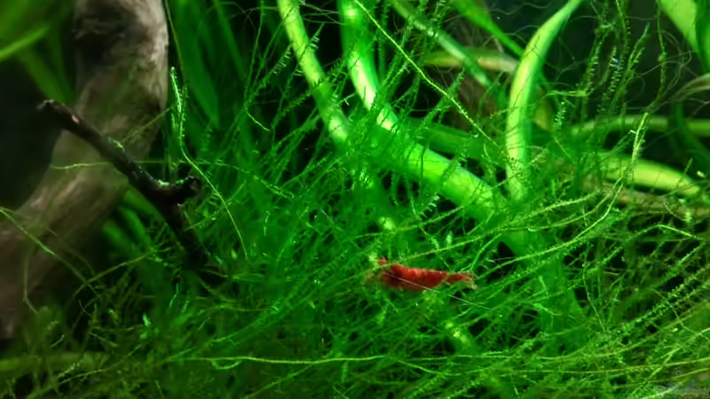 Javamoos von *fly_high* (10)