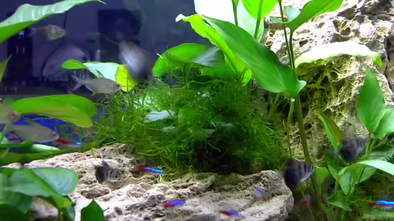 Javamoos von Gabriela Lang (5)