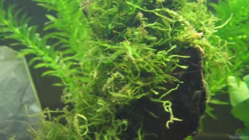 Javamoos von gestresster (Sven) (7)