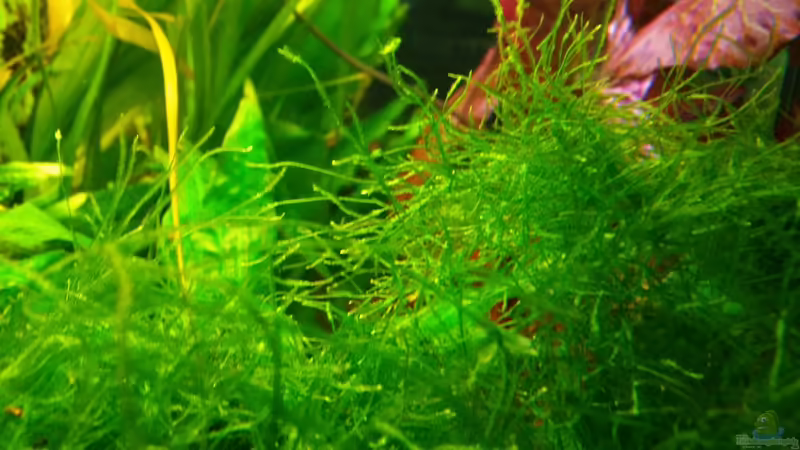 Javamoos von Gigi (16)