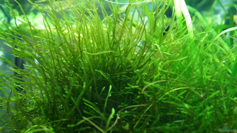 Javamoos von Guido Seifert (16)