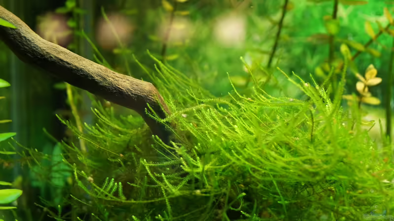 Javamoos von Guido Seifert (7)