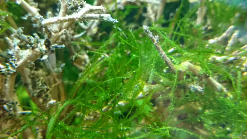 Javamoos von Jahira (5)