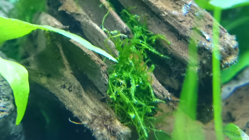 Javamoos von Jahira (6)