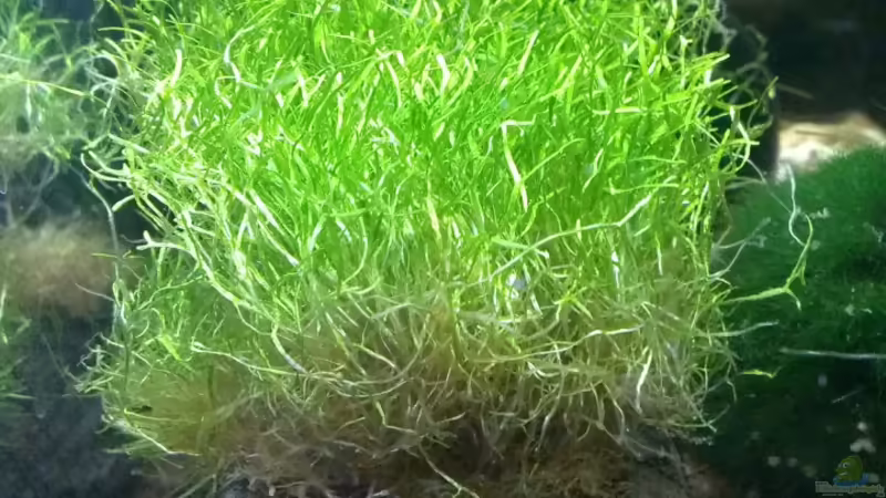 Javamoos von Jan H. (7)