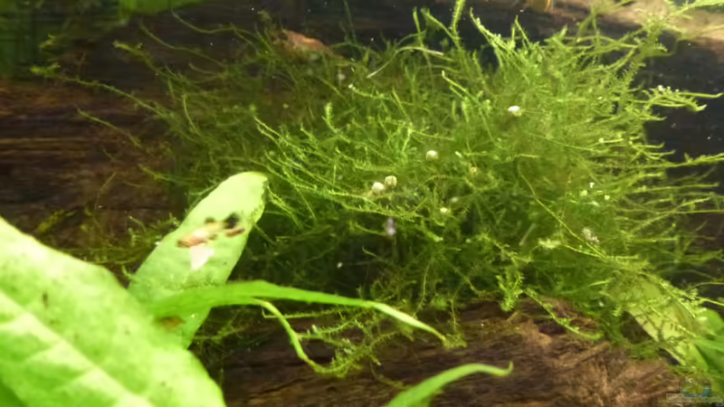 Javamoos von Jessi & Daniel (6)