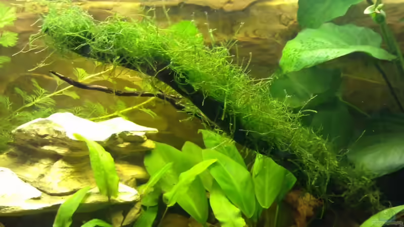 Javamoos von Koehler (12)