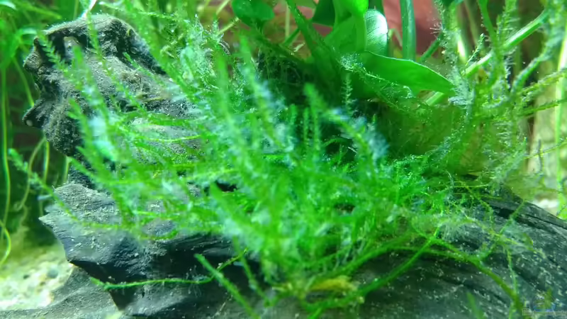 Javamoos von Lily (25)