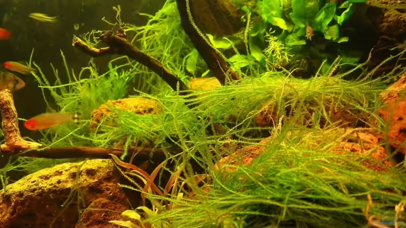 Javamoos von Manni 13 (4)