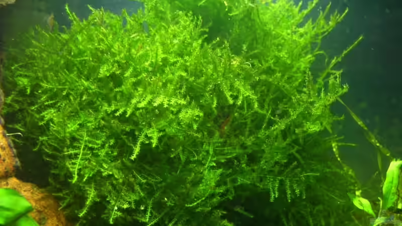 Javamoos von Marcel Stober (6)