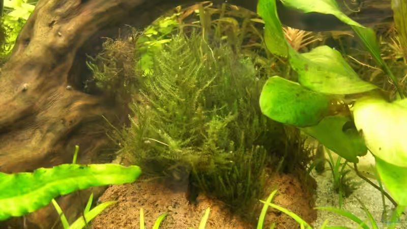 javamoos von Marmax (16)