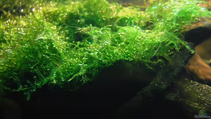 Javamoos von Michael Seraph (12)