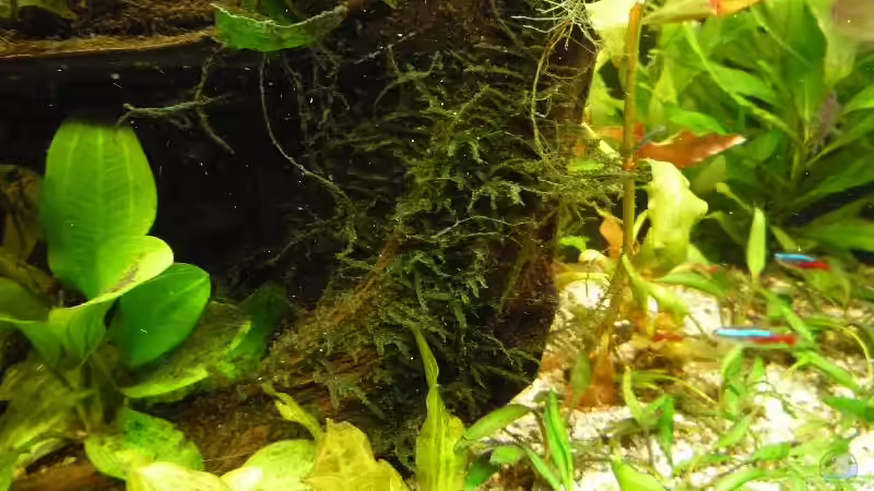 Javamoos von Michi 82 (14)