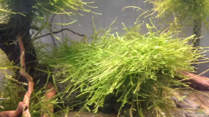 Javamoos von Olle696 (3)