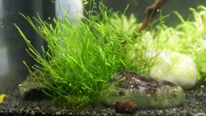 Javamoos von Paul123 (2)