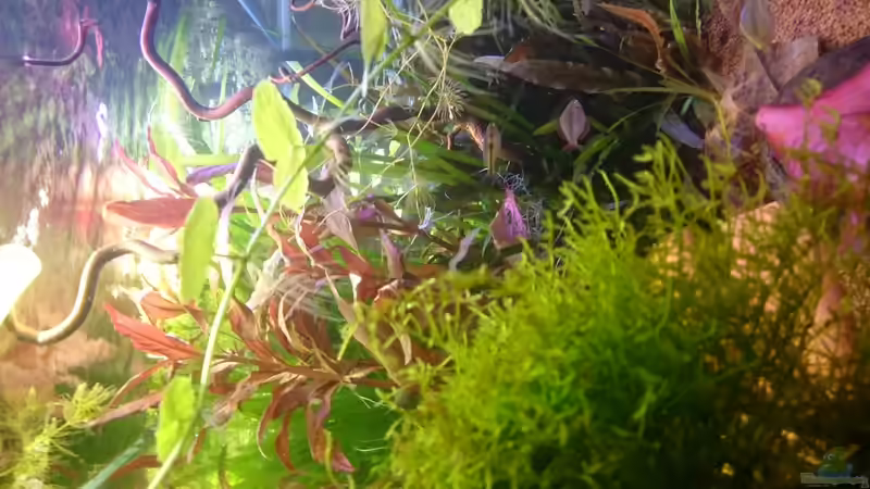 Javamoos von rainbow2010 (14)