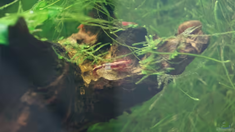 Javamoos von Raphi (6)