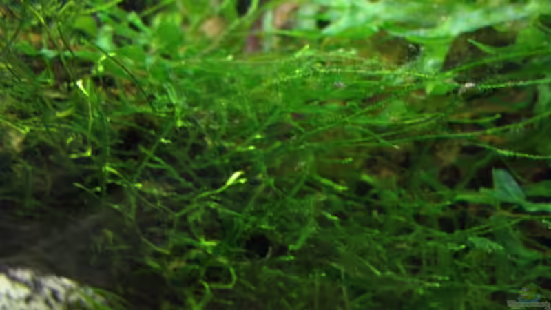 Javamoos von Robert Lehmberg (8)