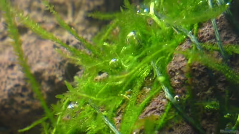 Javamoos von Sabine Hoffmann (6)