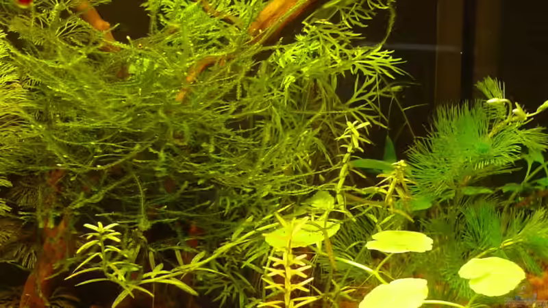 Javamoos von Sailfish (10)