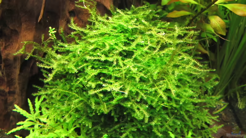 Javamoos von Sarah (10)