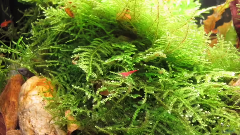 Javamoos von Sarah (12)