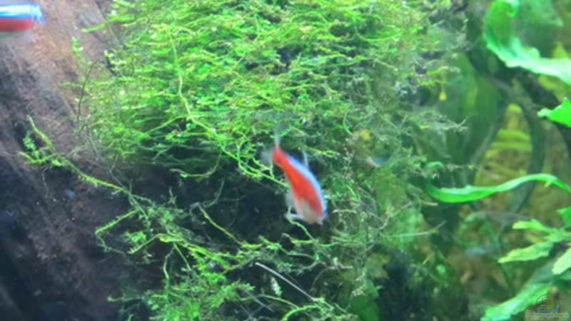 Javamoos von Sarah (22)