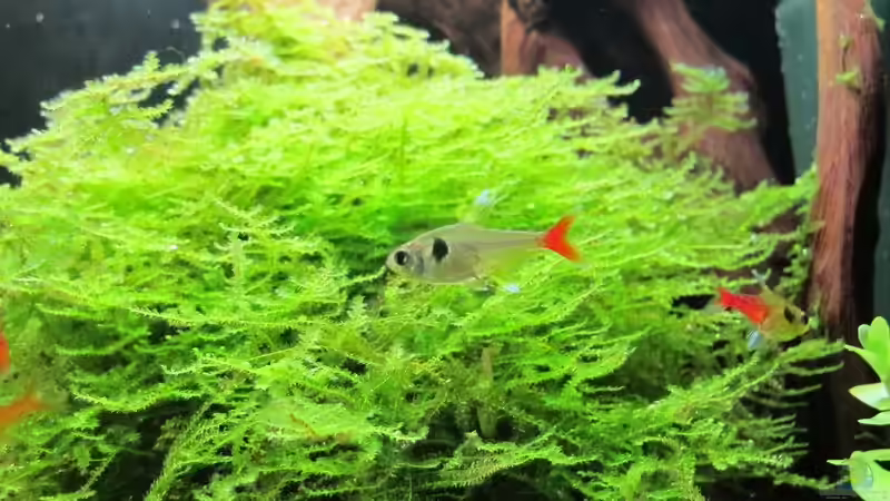 Javamoos von Sarah (8)