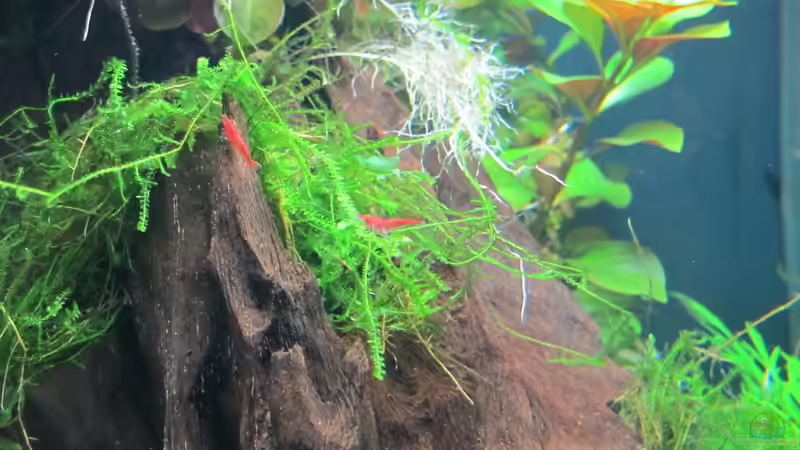 Javamoos von Sarah (9)