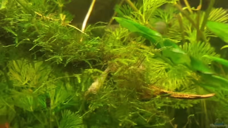 Javamoos von sonic85 (16)