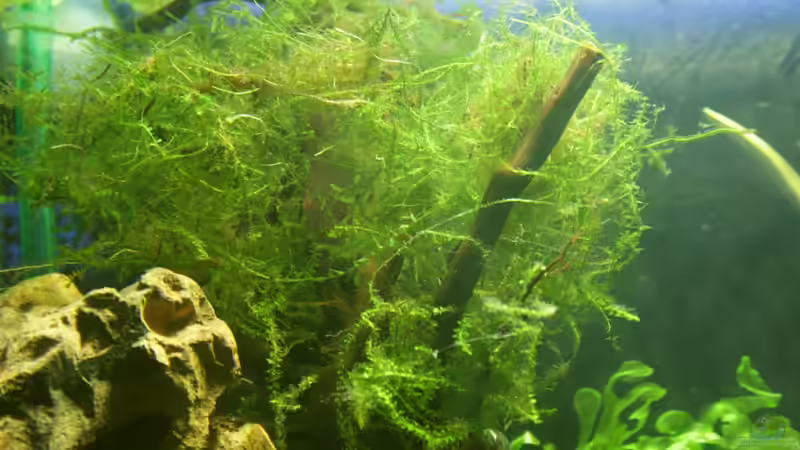 Javamoos von SouthAmerica (32)