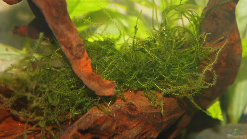 Javamoos von Springer (12)