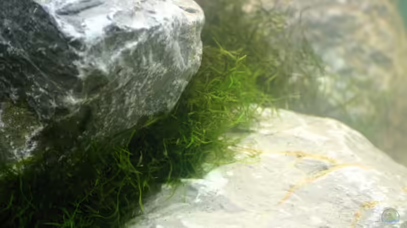 Javamoos zwischen den Ritzen der Steine (30.11.08) von Nadine Brinkmann (5)