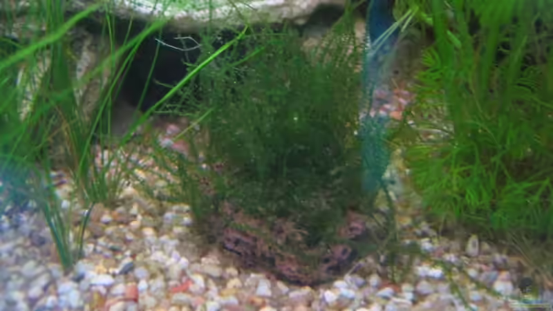 Javamoos05/08 von Ron Schäpe (22)