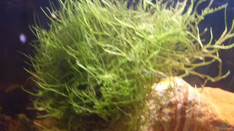 Javamoosball mit anker von lichterschein (3)