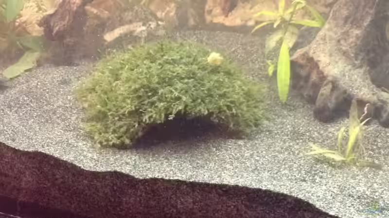 Javamooshöhle von Ceylon (41)