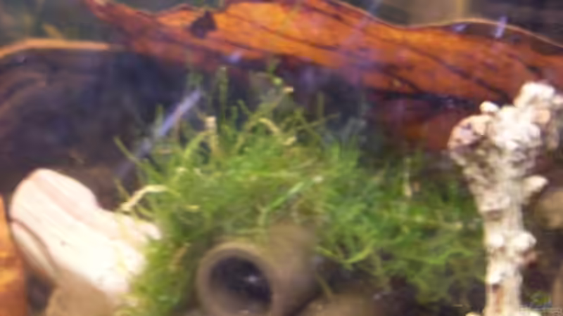 Javamoosplatte auf Garnelenhöhle von lichterschein (5)