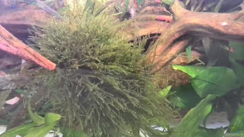 Javamos von Vancouver2010 (25)