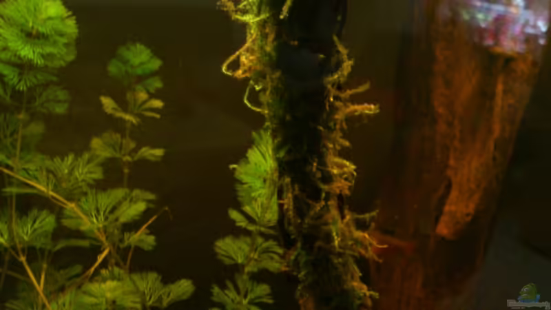 Javamoss auf Wurzel von Kai Heermann (10)