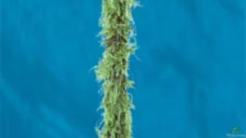 JavaStick von Dasy (11)