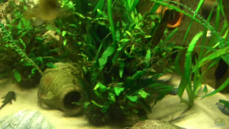 Jawafarn und Vallisneriapflanze von Heiko Schrandt (16)