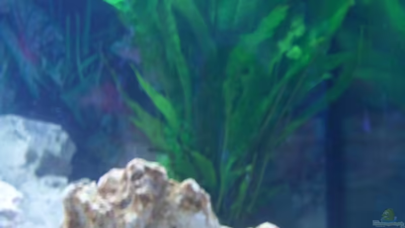 Jawafarn von 47 Malawi (6)