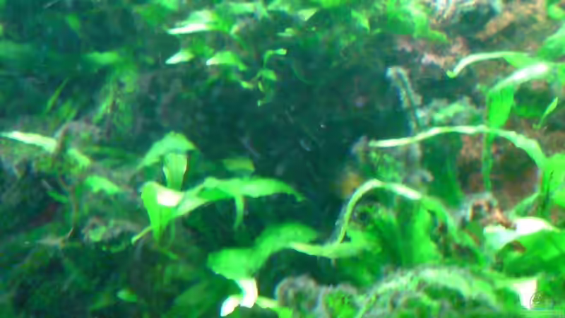 Jawafarn wie es wuchert und gedeiht von Dennis Feldhaus (4)