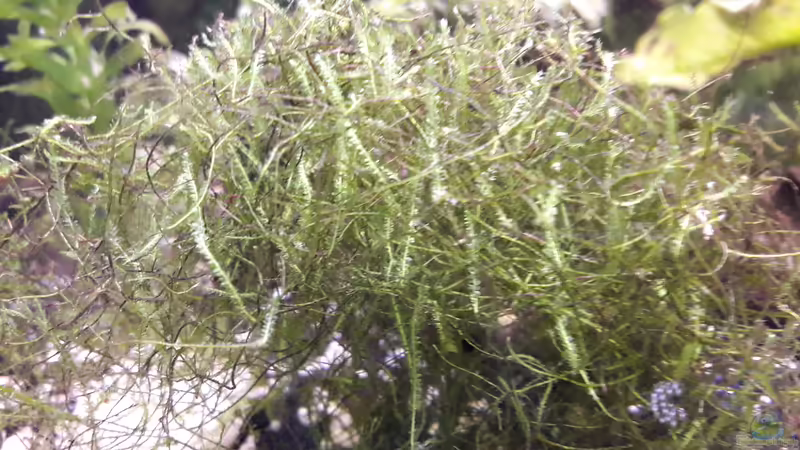 Jawamoos  von Zuckermaus (4)